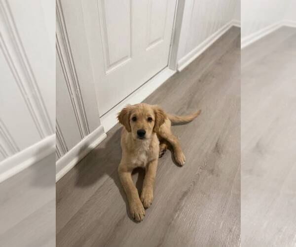 Medium Photo #9 Catahoula Leopard Dog-Goldendoodle Mix Puppy For Sale in CLEVES, OH, USA