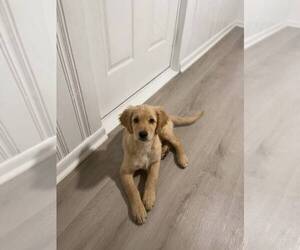 Medium Catahoula Leopard Dog-Goldendoodle Mix