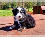 Small Photo #7 Australian Shepherd Puppy For Sale in DOTHAN, AL, USA