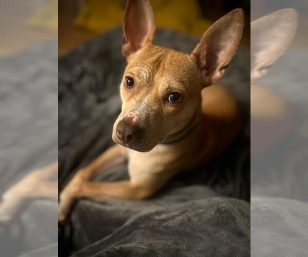 Medium Photo #1 American Pit Bull Terrier-Chihuahua Mix Puppy For Sale in Holly Springs, NC, USA