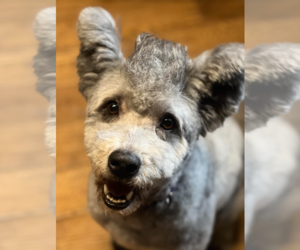 Pumi Dogs for adoption in Redmond, WA, USA