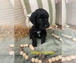 Small Photo #5 Golden Mountain Doodle  Puppy For Sale in CHOUDRANT, LA, USA