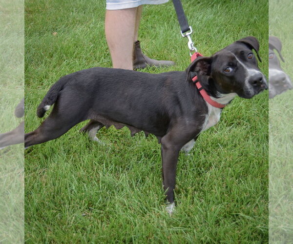 Medium Photo #5 Pointer-Unknown Mix Puppy For Sale in Huntley, IL, USA
