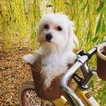 Small Photo #2 Coton de Tulear Puppy For Sale in KAYSVILLE, UT, USA