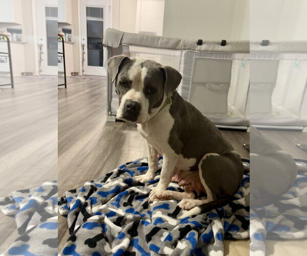 Medium Photo #2 American Staffordshire Terrier-Bull Terrier Mix Puppy For Sale in Holly Springs, NC, USA