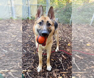 Delta - Female German Shepherd Dog Dog for Adoption - Photo #4