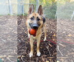 Small Photo #4 German Shepherd Dog Puppy For Sale in Lawrenceville, NJ, USA