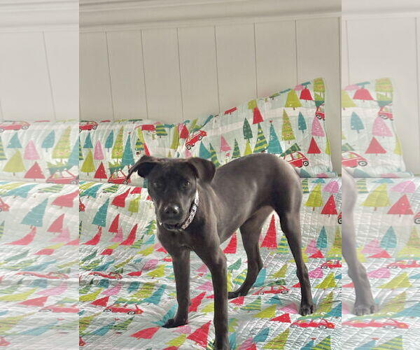 Medium Photo #3 Labrador Retriever-Unknown Mix Puppy For Sale in Virginia Beach, VA, USA