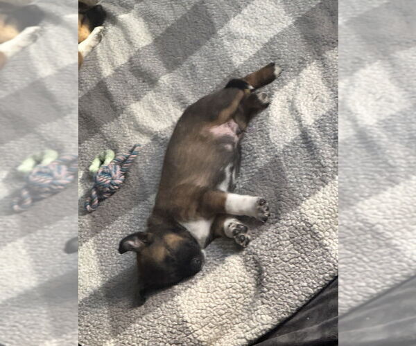 Medium Photo #1 Mutt Puppy For Sale in Imlay City, MI, USA