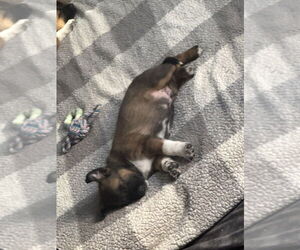 Mutt Dogs for adoption in Imlay City, MI, USA