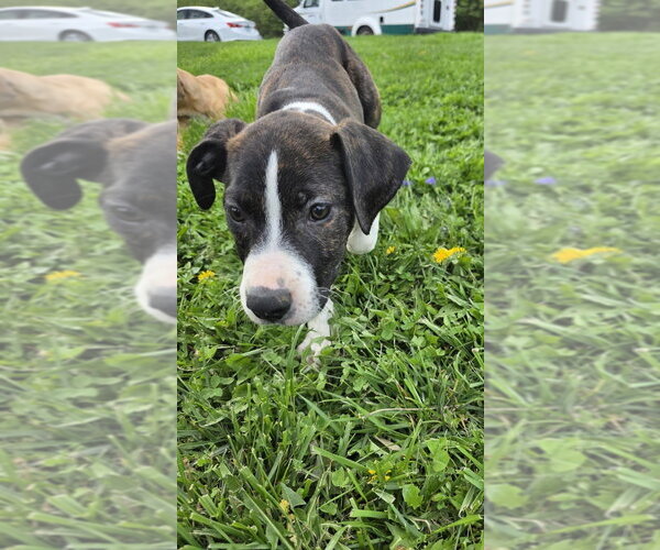 Medium Photo #3 Bogle Puppy For Sale in Aurora, IN, USA