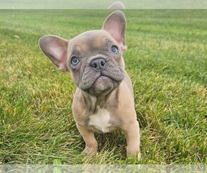 French Bulldog Puppy for sale in PROVIDENCE, RI, USA