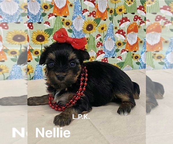 Medium Photo #1 Yorkshire Terrier Puppy For Sale in WINNSBORO, LA, USA
