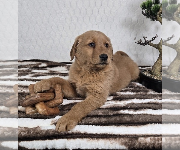Medium Photo #4 Golden Retriever Puppy For Sale in FRANKLIN, IN, USA