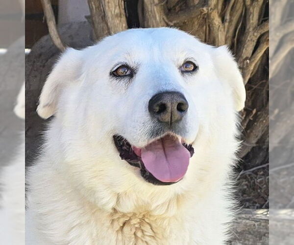 Medium Photo #1 Labrenees Puppy For Sale in Albuquerque, NM, USA