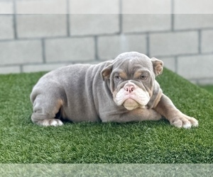 English Bulldog Puppy for sale in ORLANDO, FL, USA