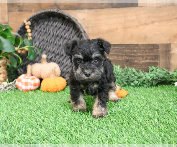 Medium Photo #2 Schnauzer (Miniature) Puppy For Sale in SYRACUSE, IN, USA