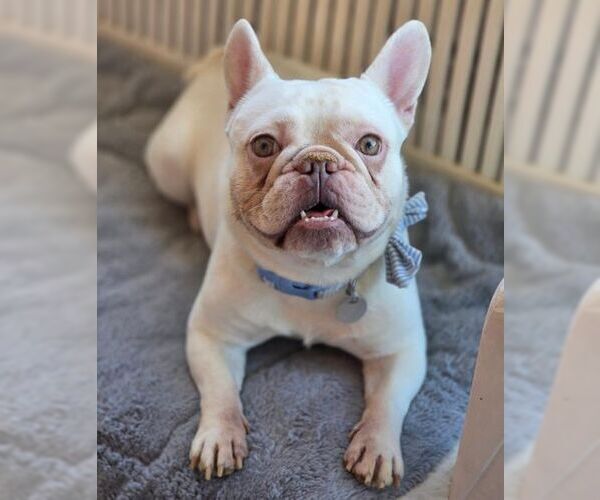 Medium Photo #6 French Bulldog Puppy For Sale in Tustin, CA, USA