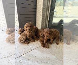 Irish Doodle (Miniature) Litter for sale in PHOENIX, AZ, USA
