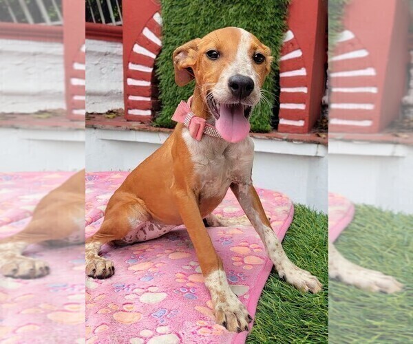 Medium Photo #1 Posavac Hound Puppy For Sale in SAN FRANCISCO, CA, USA