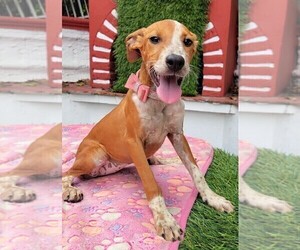 Posavac Hound Dogs for adoption in SAN FRANCISCO, CA, USA