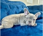 Small Photo #3 English Bulldog Puppy For Sale in SANTA MONICA, CA, USA