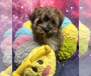 Havanese Puppy for sale in LIVONIA, MI, USA