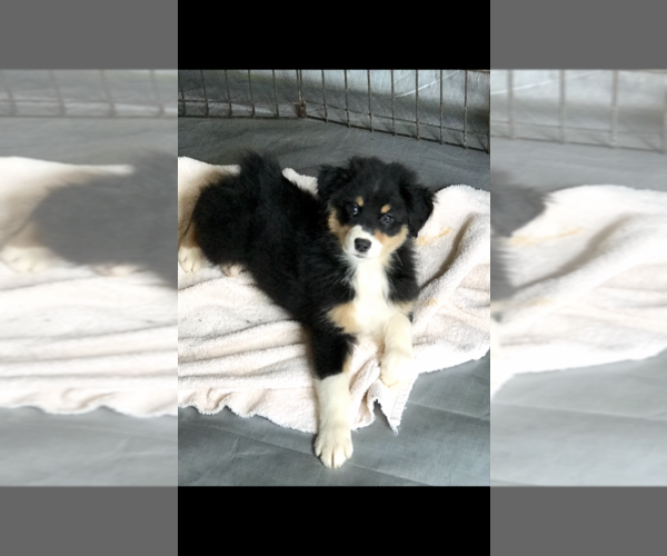 Medium Photo #2 Australian Shepherd Puppy For Sale in ZEBULON, GA, USA