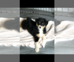 Small Photo #2 Australian Shepherd Puppy For Sale in ZEBULON, GA, USA