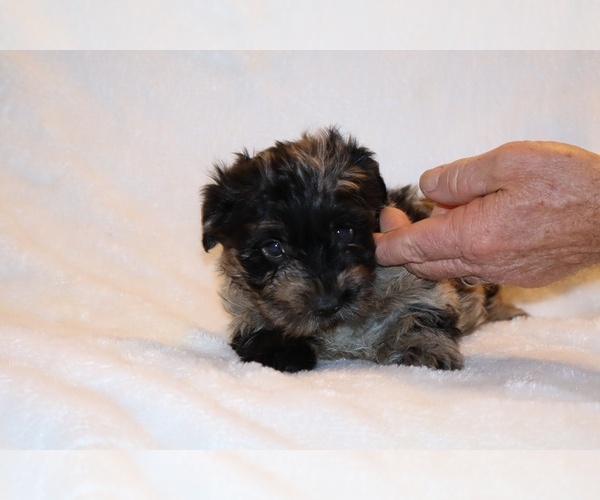 Medium Photo #21 Yorkiepoo mix (+ Poodle Toy) Puppy For Sale in DYERSBURG, TN, USA