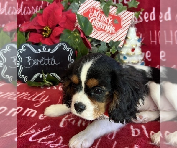 Medium Photo #2 Cavalier King Charles Spaniel Puppy For Sale in ABILENE, TX, USA