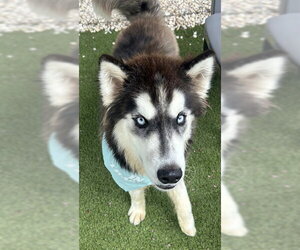 Alaskan Malamute Dogs for adoption in Newton, NC, USA