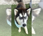 Small Alaskan Malamute