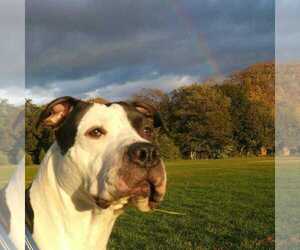 Cowboy - Male Mutt Dog for Adoption - Photo #3