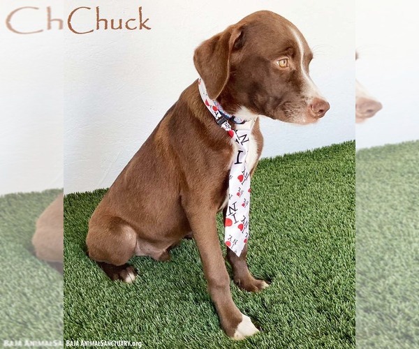 Medium Photo #1 Boxer-Chocolate Labrador retriever Mix Puppy For Sale in San Diego, CA, USA