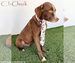 Boxer-Chocolate Labrador retriever Mix Dogs for adoption in San Diego, CA, USA