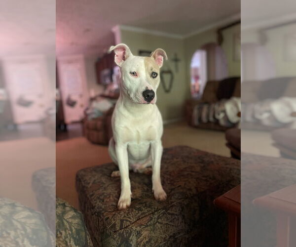 Medium Photo #5 Mutt Puppy For Sale in Rockaway, NJ, USA