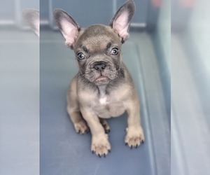 French Bulldog Puppy for sale in WEST PALM BCH, FL, USA