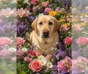 Labrador Retriever Dogs for adoption in Globe, AZ, USA
