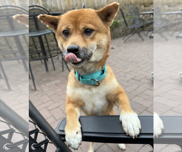 Medium Photo #2 Shiba Inu Puppy For Sale in Brooklyn Center, MN, USA
