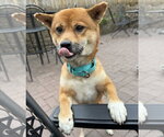 Small #1 Shiba Inu