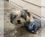 Small Maltese Mix