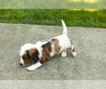 Small #8 Dachshund