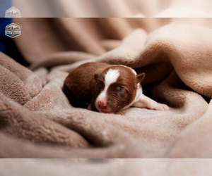 Border Collie Litter for sale in FLORENCE, SC, USA