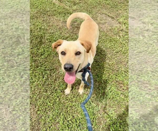 Medium Photo #4 Mutt Puppy For Sale in Abbeville, LA, USA