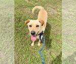 Small #3 Mutt
