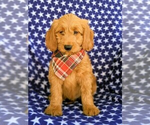 Goldendoodle Puppy for sale in OXFORD, PA, USA