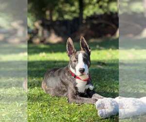 Mutt Dogs for adoption in New London, WI, USA
