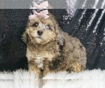 Puppy Maggie AKC Poodle (Miniature)