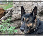 Small #3 German Shepherd Dog